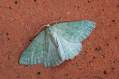 Pseudoterpna pruinata - Grass Emerald, Woodside Nurseries, Austerfield.