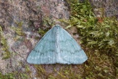 Pseudoterpna pruinata - Grass Emerald, Woodside Nurseries, Austerfield.