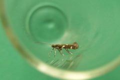 Calybites phasianipennella (form quadruplella) - Ash Hill Farm, Moss