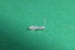 Phyllocnistis unipunctella -Kirk Smeaton