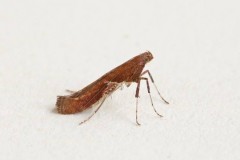 Caloptilia stigmatella, Woodside Nurseries, Austerfield.