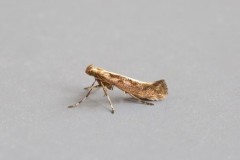 Calybites phasianipennella, (typical form), Woodside Nurseries, Austerfield.