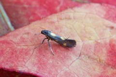 Eucalybites aurogutella, Woodside Nurseries, Austerfield.