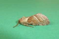 Hepialus sylvina - Orange Swift (female), Kirk Smeaton