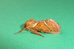 Hepialus sylvina - Orange Swift (male), Kirk Smeaton