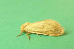 Hepialus humali - Ghost Swift (female), Kirk Smeaton