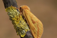 Hepialus humuli - Ghost Moth (female), Woodside Nurseries, Austerfield.