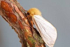 Hepialus humuli - Ghost Moth (male), Woodside Nurseries, Austerfield.