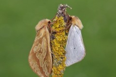 Hepialus humuli - Ghost Moth, (male and female), Woodside Nurseries, Austerfield.