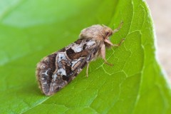 Korscheltellus fusconebulosa - Map-winged Swift, Woodside Nurseries, Austerfield.