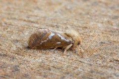 Korscheltellus lupulina - Common Swift, Woodside Nurseries, Austerfield.