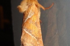 Triodia sylvina - Orange Swift, Cusworth Lane, Doncaster