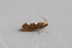 Incurvaria masculella, Woodside Nurseries, Austerfield.