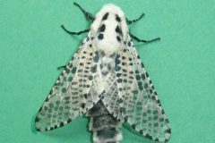 Zeuzera pyrina - Leopard Moth - Kirk Smeaton