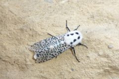 Zeuzera pyrina - Leopard Moth - Kirk Smeaton