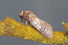 Cossus cossus - Goat Moth, Woodside Nurseries, Austerfield.