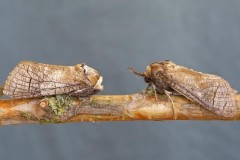 Cossus cossus - Goat Moth, Woodside Nurseries, Austerfield.