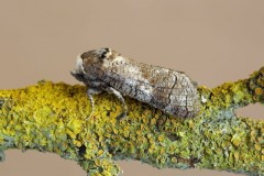 Cossus cossus - Goat Moth, Woodside Nurseries, Austerfield.