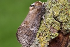 Cossus cossus - Goat Moth, Woodside Nurseries, Austerfield.