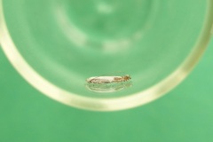 Lyonetia clerkella - Apple Leaf Miner.