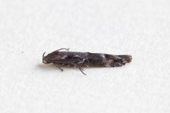 Mompha sturnipennella, Woodside Nurseries, Austerfield.