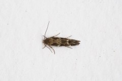 Mompha sturnipennella, Woodside Nurseries, Austerfield.