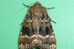 Amphipyra pyramidea - Copper Underwing - Kirk Smeaton