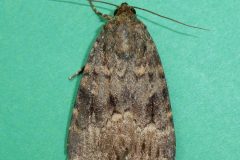 Amphipyra berbera svenssoni -  Copper Underwing - Kirk Smeaton