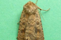 Caradrina morpheus - Mottled Rustic - Kirk Smeaton