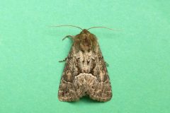 Thalpophila matura - Straw Underwing - Kirk Smeaton