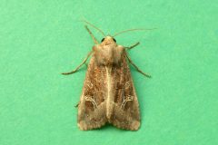 Celaena  leucostigma - Crescent - Kirk Smeaton