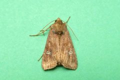 Celaena  leucostigma - Crescent - Kirk Smeaton