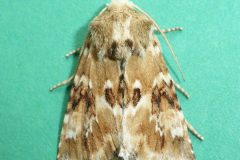 Eremobia ochroleuca - Dusky Sallow - Kirk Smeaton