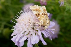 Eremobia ochroleuca - Dusky Sallow - Kirk Smeaton