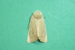 Arenostola phragmitidis -  Fen Wainscot - Kirk Smeaton