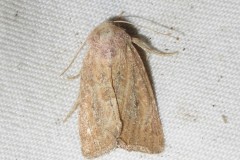 Chortodes fluxa - Mere Wainscot - Brockadale