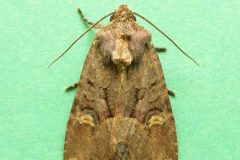 Mesapamea secalis - Common Rustic agg. - Kirk Smeaton