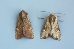 Apamea crenata - Clouded-bordered Brindle, Austerfield.