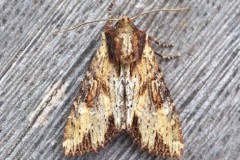 Apamea crenata - Clouded-bordered Brindle, Austerfield.