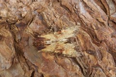 Apamea crenata - Clouded-bordered Brindle, Austerfield.