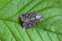 Apamea remissa - Dusky Brocade, Austerfield.