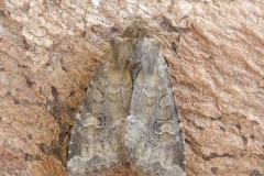 Apamea sores - Rustic Shoulder-knot, Austerfield.