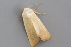 Arenostola phragmitidis - Fen Wainscot, Austerfield.