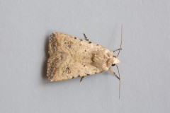 Caradrina clavipalpis - Pale Mottled Willow, Austerfield.