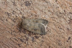 Caradrina morpheus - Mottled Rustic, Austerfield.