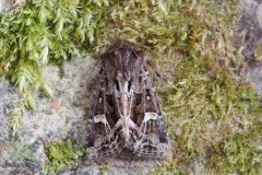 Celaena haworthii  Haworth’s Minor, Austerfield.