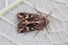 Celaena haworthii  Haworth’s Minor, Austerfield.