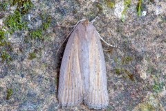 Chilodes maritima - Silky Wainscot, Austerfield.