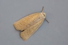 Chilodes maritima - Silky Wainscot, Austerfield.