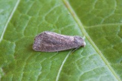 Coenobia rufa - Small Rufous, Austerfield.